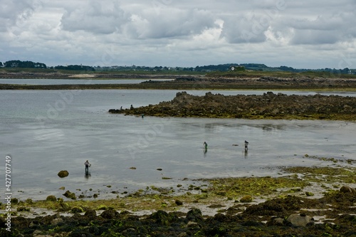 Plouguerneau France - 23 June 2017 - Fishing for seafruit in Aber Wrac'h near Plouguerneau in Bretagne France