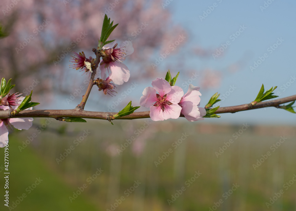 Baumblüte, roda, Mandeln