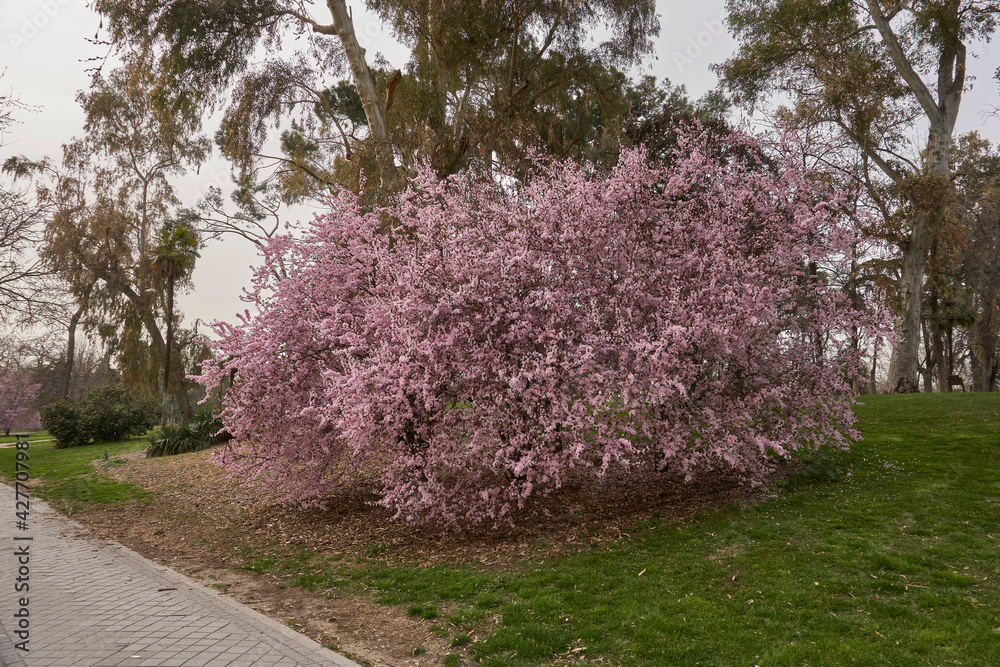 Blooming pink tree during spring season in El Retiro park, Madrid, Spain Blooming pink tree during spring season in El Retiro park, Madrid, Spain