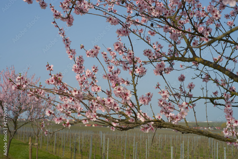 Deutsche Weinstraße, Mandelblüte