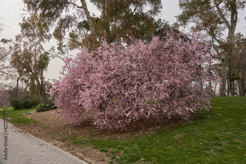 Blooming pink tree during spring season in El Retiro park  Madrid  Spain