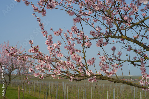 Obraz na płótnie Deutsche Weinstraße, Mandelblüte w salonie