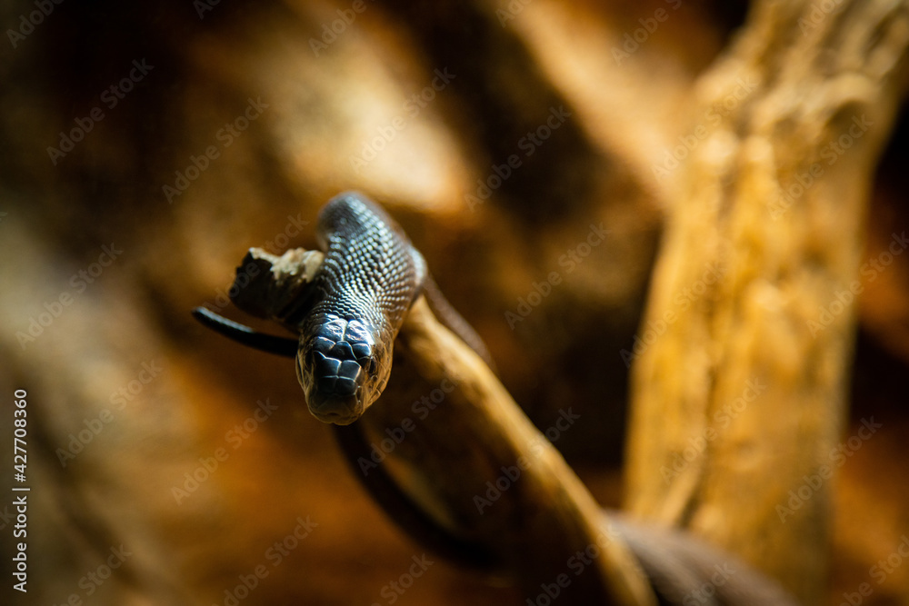 Snake on Branch with depth of field Snake on Branch with depth of field