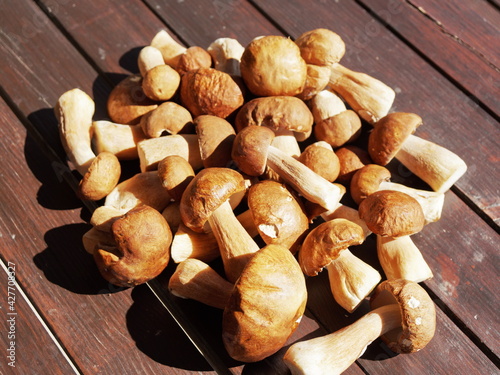 A large pile of freshly picked Boletus edulis (Boletus edulis) lie on a wooden table on a sunny day.