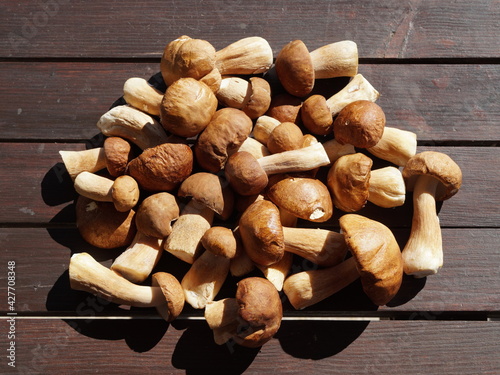 A bunch of freshly picked valuable porcini mushrooms (lat. Boletus edulis) lie on a wooden table on a sunny day.
