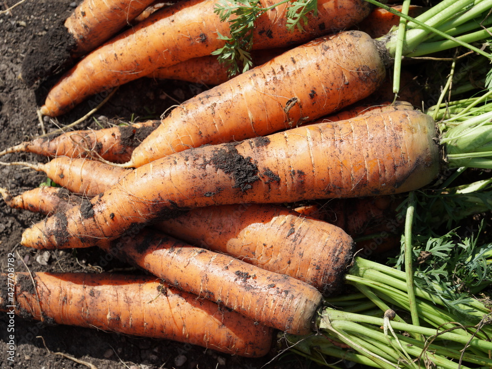 Freshly pulled out of the ground vegetable root vegetables of Sowing carrots (Latin Daucus carota subsp. Sativus) lie on the ground on a sunny summer day. Freshly pulled out of the ground vegetable root vegetables of Sowing carrots (Latin Daucus carota subsp. Sativus) lie on the ground on a sunny summer day.