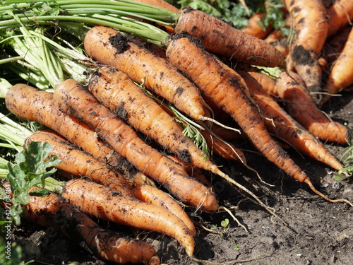 Vegetable root vegetables of Sowing carrots (Latin Daucus carota subsp. Sativus), just pulled out, lie on the ground on a sunny summer day.