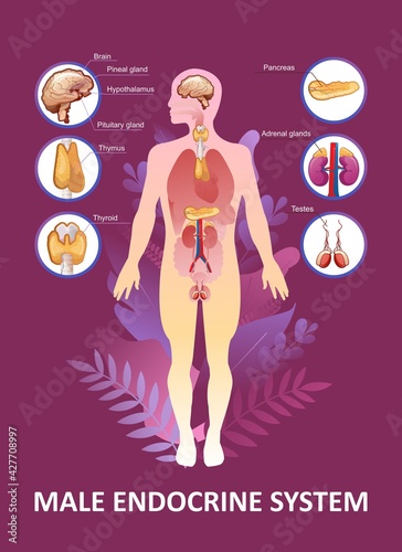 human endocrine system organs poster