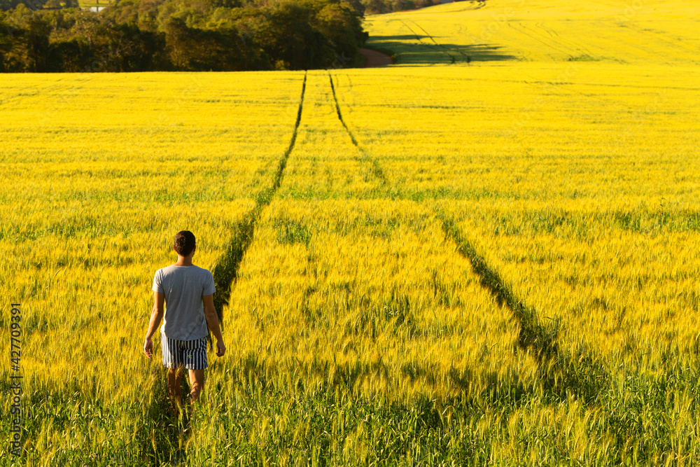 A man walks through a field of yellow wheat.