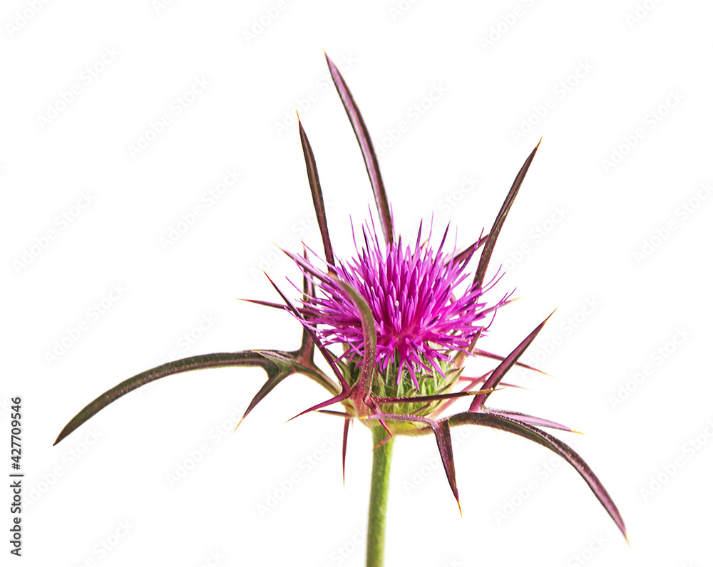 Flowering Spear Thistle (Cirsium vulgare) Flowering Spear Thistle (Cirsium vulgare)