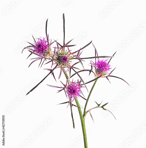 Flowering Spear Thistle  Cirsium vulgare 