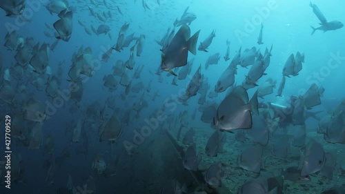 A large school of fish species cover the wreck of the ex-navy ship HMAS Tobruk as scuba diver explore the underwater sunken boat photo