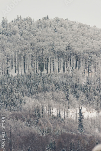 Wallpaper Mural Winter in polish mountains, tree covered by fresh snow Torontodigital.ca
