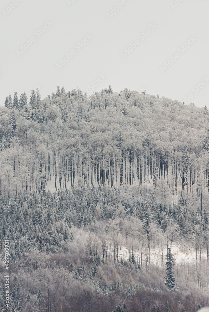 Winter in polish mountains, tree covered by fresh snow