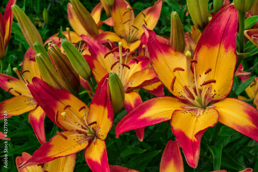 Obraz premium Yellow-pink Daylilies (Latin: Hemerocallis) close up. Floral bed. Soft focus.