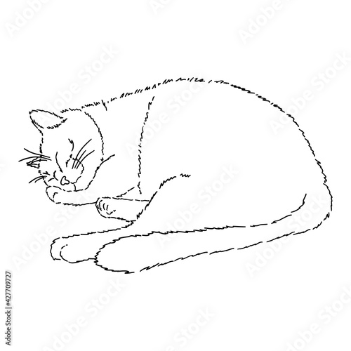 Drawing of a cute sleeping cat with his paw under his cheek. Black and white illustration of an animal. Realistic image of an animal. Stock vector illustration. Linear style. Fluffy animal