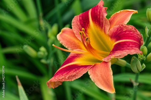 Red-yellow flower daylily (Latin: Hemerocallis) close up. Daylily on green leaves background. Soft selective focus.