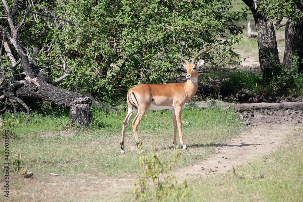 Antelope in Tanzania National Park