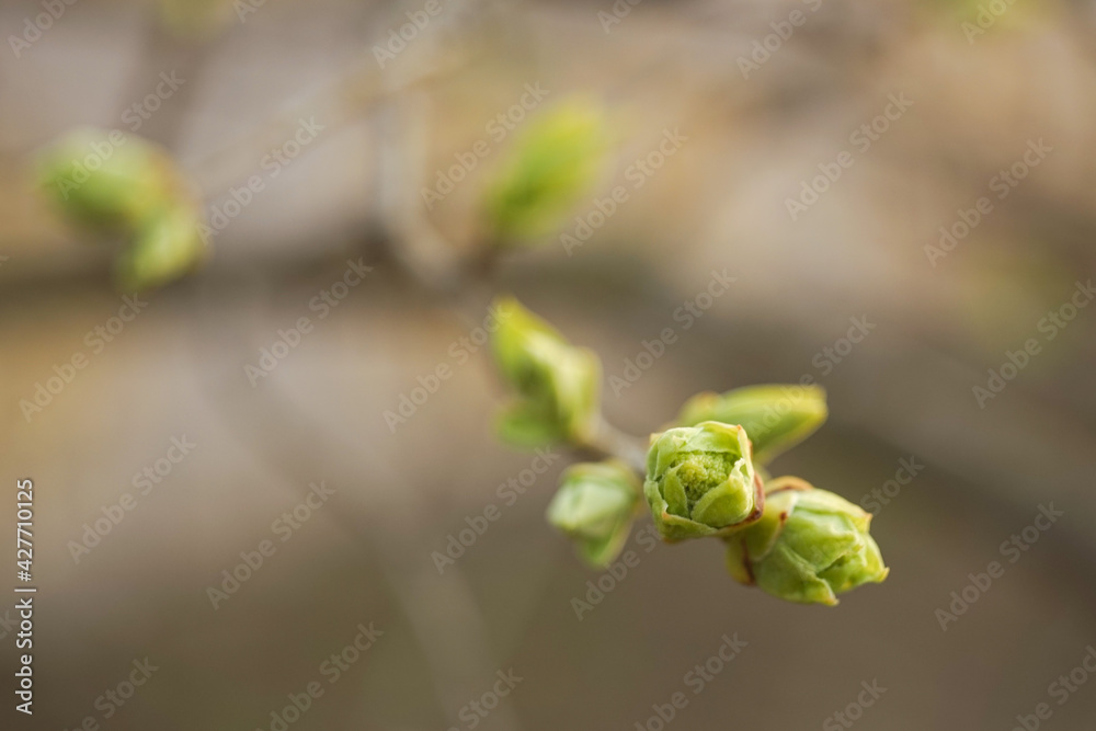 closeup young green buds on tree branch closeup young green buds on tree branch