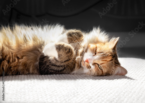 Cat sun bathing belly up. Partial cat portrait. Cute fluffy female kitty lying sideways in relaxed and sleepy mood, while looking at camera. Heavy shadows with sunlight on fur. Selective focus. photo