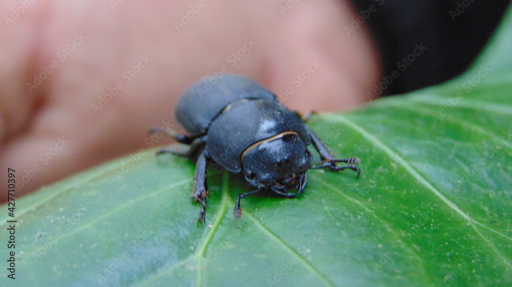 Naklejka premium beetle on a leaf