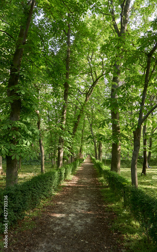 Path surrounded by green tall trees in El Retiro park, Madrid, Spain © Pedro Suarez