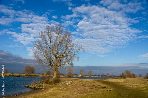 Tree on the flood plains of Meuse River near Den Bosch in the Netherlands