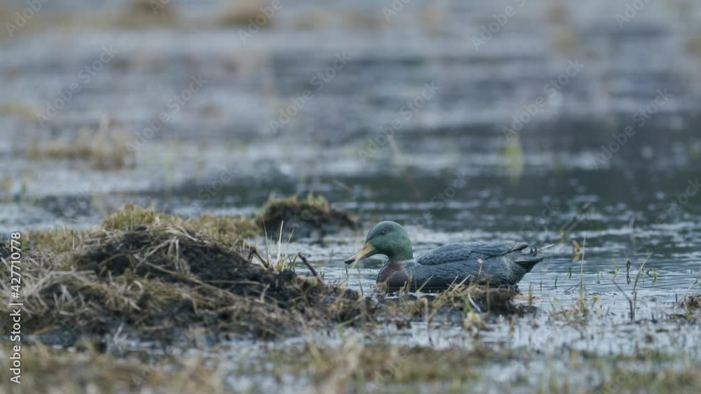 Artificial fake rubber duck mallard for hunting floating in the puddle Artificial fake rubber duck mallard for hunting floating in the puddle