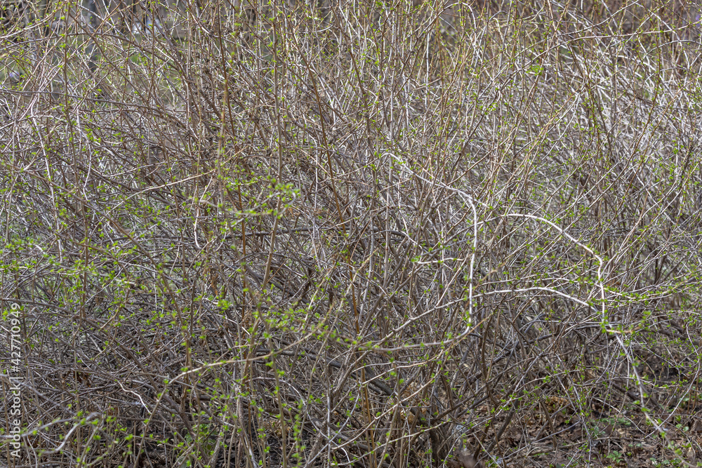 Unusual dried bush in a suburban forest belt in early spring Unusual dried bush in a suburban forest belt in early spring