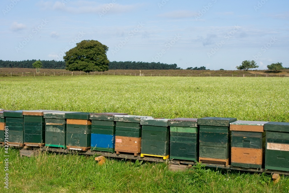 Beehives in Nature Reserve Planken Wambuis near Ede in the East of the Netherlands Beehives in Nature Reserve Planken Wambuis near Ede in the East of the Netherlands