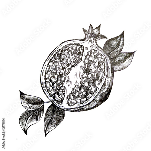 fruit pomegranate set hand drawn illustration