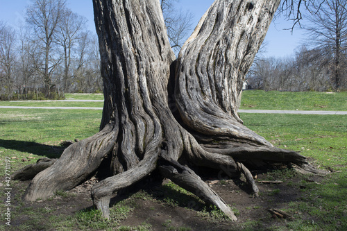 Growing Together Like Two Old Souls photo