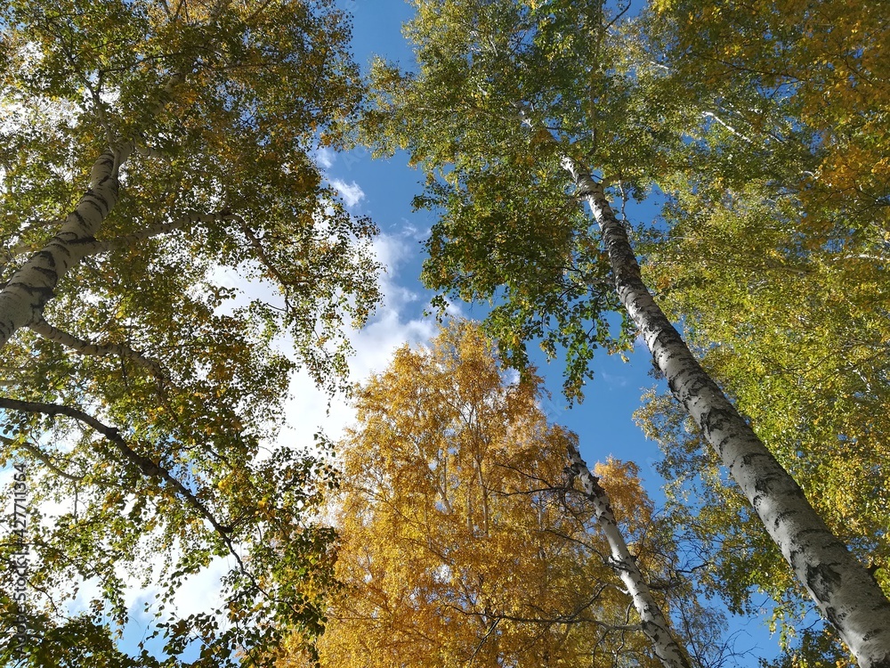 Fototapeta premium autumn in the forest