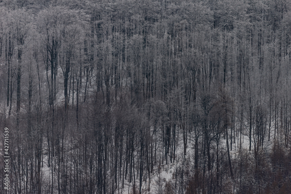 Winter in polish mountains, tree covered by fresh snow Winter in polish mountains, tree covered by fresh snow