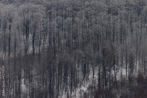 Winter in polish mountains, tree covered by fresh snow © michaldziedziak
