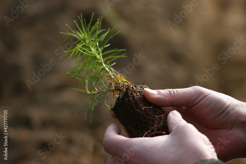 Close up of a man's hands holding a spruce sapling in the forest