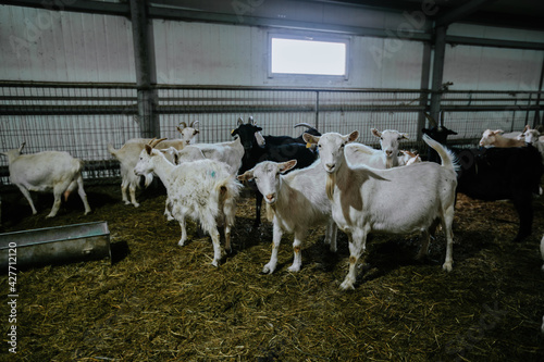 White and black domestic goats in the dairy farm