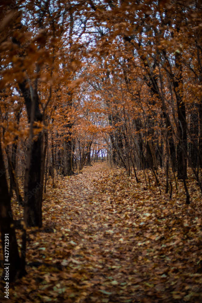 Obraz premium path in Nebraska autumn forest