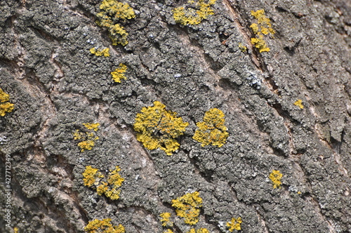 lichen on stone © Маргарита Приймакова
