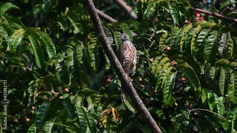 Shikra, Accipiter badius, Thailand; perched on a diagonal branch of a fruiting tree with one leg, looks around carefully for some danger during the morning hours in the jungle. Shikra, Accipiter badius, Thailand; perched on a diagonal branch of a fruiting tree with one leg, looks around carefully for some danger during the morning hours in the jungle.