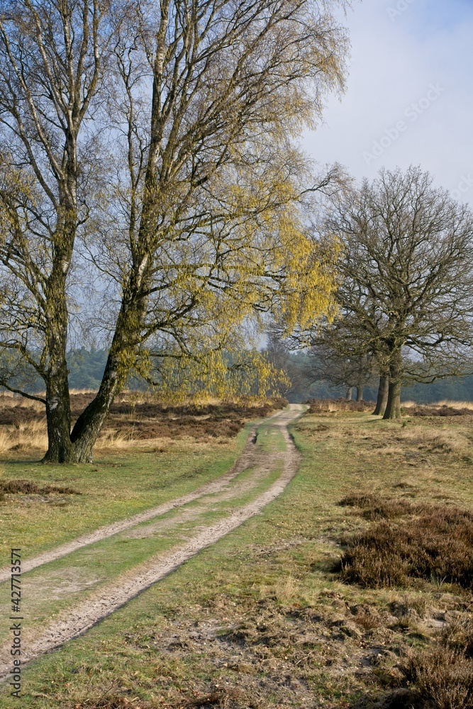 National Park Deelerwoud on Veluwe in the Netherlands
