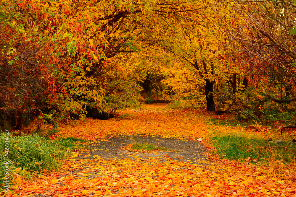Naklejka premium autumn in the park