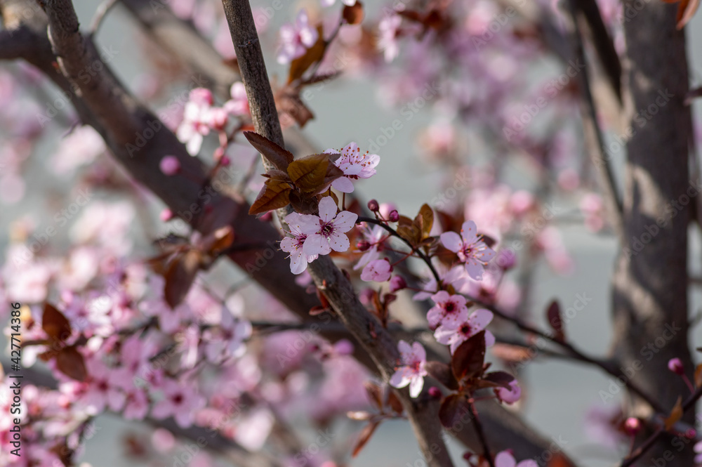 Canadian black plum Prunus nigra light pink flowers in bloom, beautiful flowering ornamental shrub with brown red leaves Canadian black plum Prunus nigra light pink flowers in bloom, beautiful flowering ornamental shrub with brown red leaves