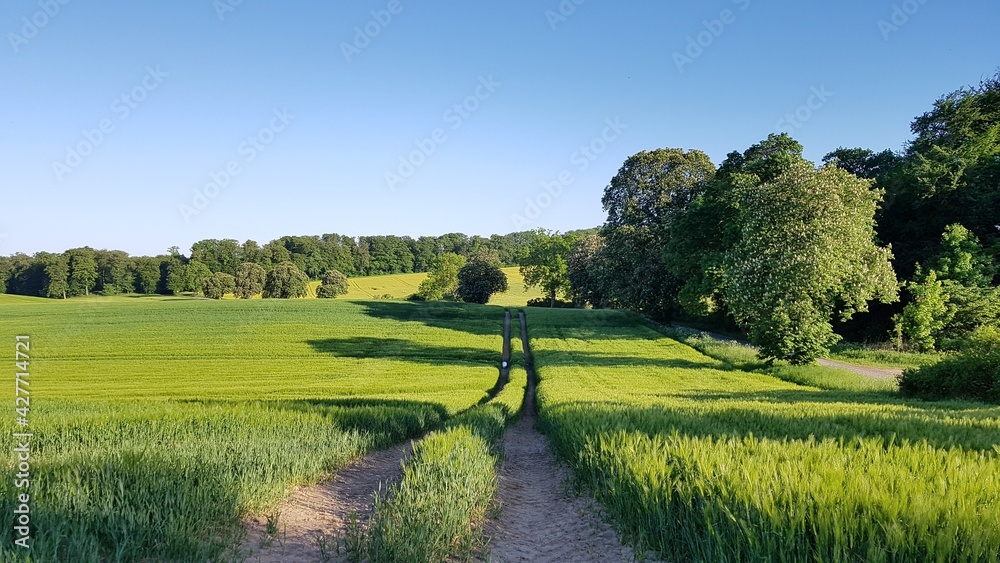Fototapeta premium tractor lane, trail in green farmland, with trees 