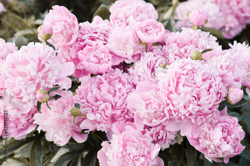 Common Garden Peony (Chinese Peony) (Paeonia lactiflora), 'Monsieur Jules Elie' shrub blooming in early summer with pink flowers photo