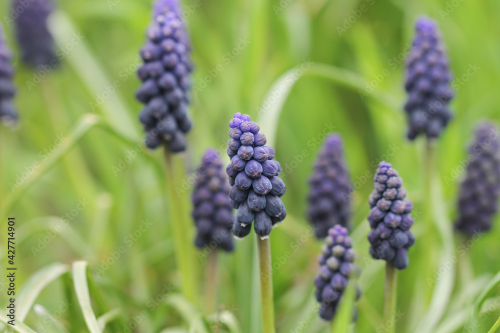 Spring first small blue muscari flower. Springtime.