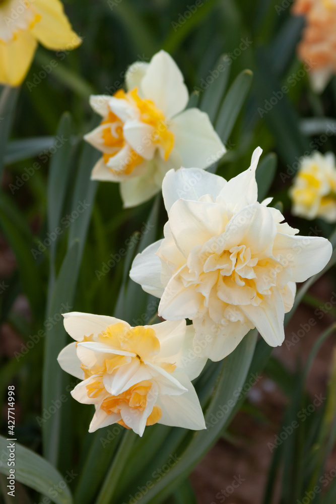 Fototapeta premium daffodils in the garden