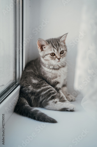 Small scottish tabby kitten sits on the windowsill and looks down