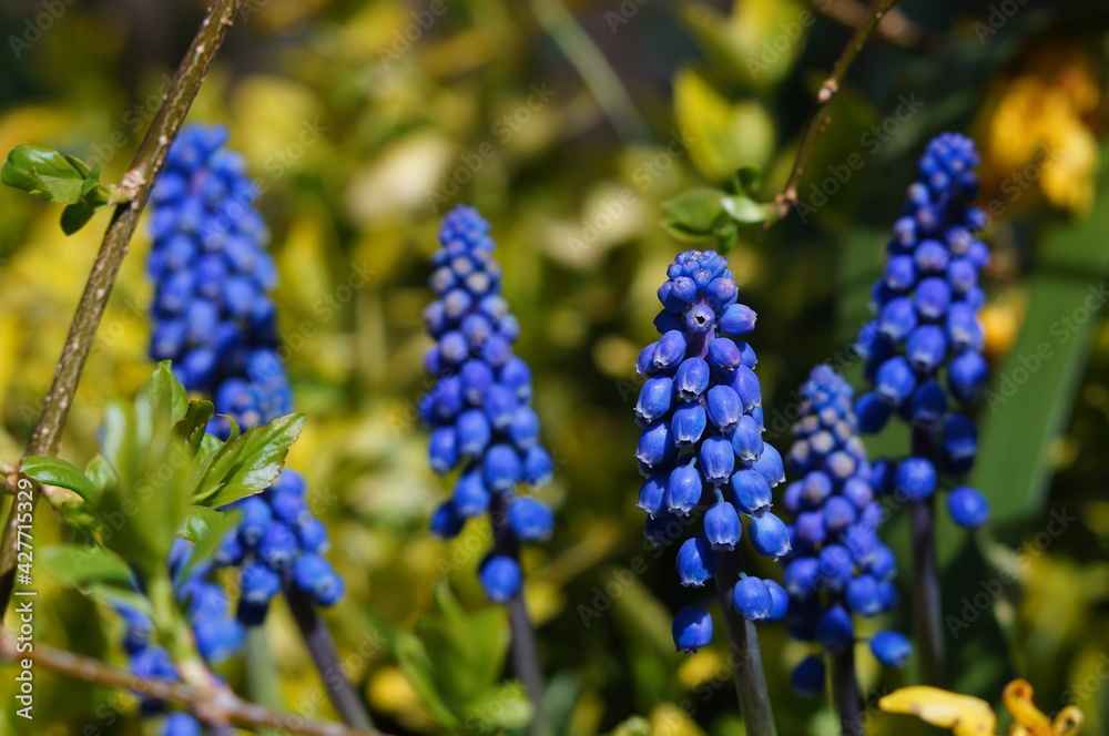 blue grape hyacinth 'Muscari' flowers in the garden with soft focus background blue grape hyacinth 'Muscari' flowers in the garden with soft focus background