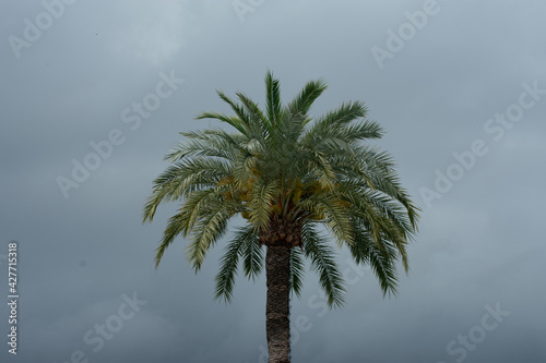 palm trees on the beaches of the Costa del Sol